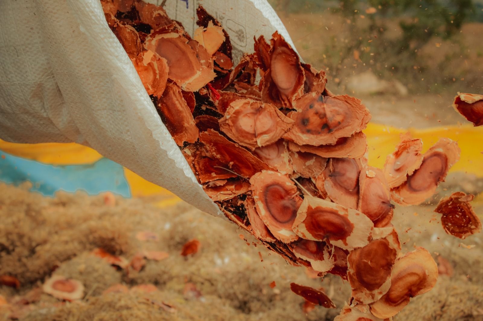 Dia da Conscientização sobre as Mudanças no Clima: Como a semeadura direta ajuda a restaurar biomas e mitigar a crise climática